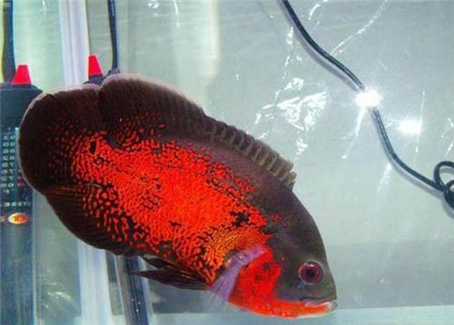 龍魚和地圖魚混養需要注意什么（龍魚和地圖魚混養時要注意以下幾個方面以確保兩種魚類都能健康生活）