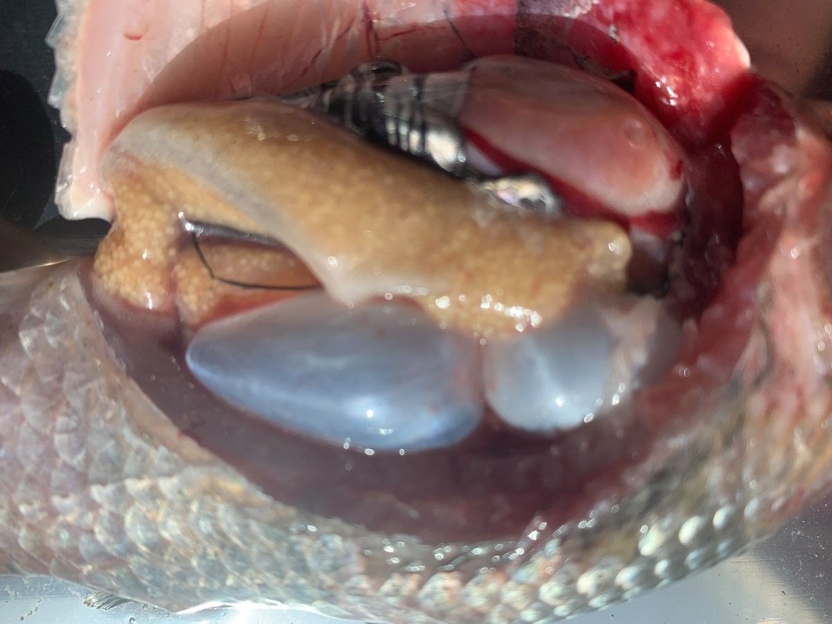 銀龍魚肚子鼓包怎么回事 銀龍魚肚子鼓包怎么回事 龍魚百科 第2張