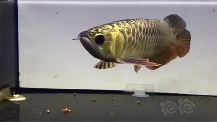 新手選龍魚尺寸多大：新手如何選擇龍魚尺寸