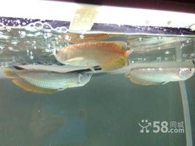 銀龍魚苗適應新水溫方法：銀龍魚苗最佳生長水溫，如何監測魚缸水溫變化 銀龍魚苗適應新水溫方法：銀龍魚苗最佳生長水溫，如何監測魚缸水溫變化 龍魚百科 第5張