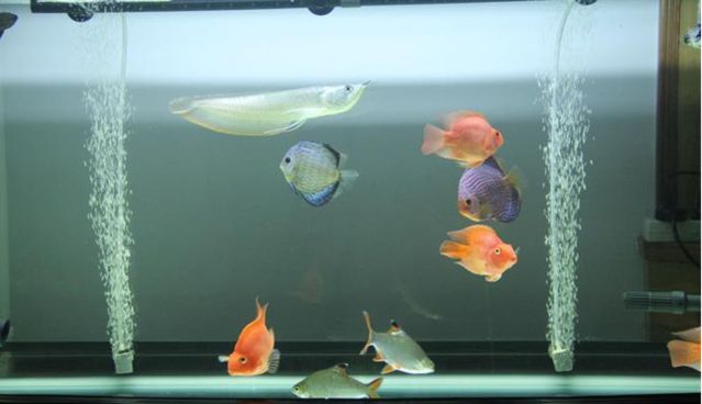 銀龍魚苗適應新水溫方法：銀龍魚苗最佳生長水溫，如何監測魚缸水溫變化 銀龍魚苗適應新水溫方法：銀龍魚苗最佳生長水溫，如何監測魚缸水溫變化 龍魚百科 第3張