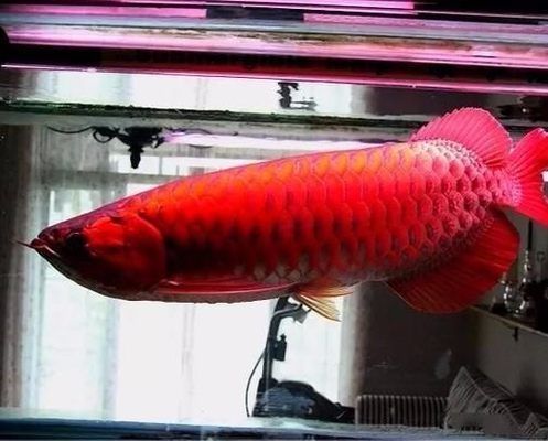 龍魚主要吃什么食物？