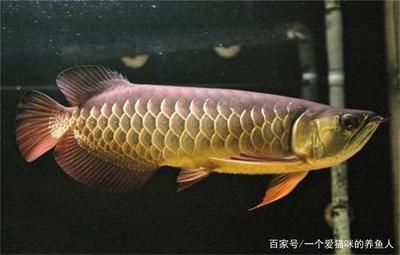 龍魚有什么品種價(jià)格多少：龍魚品種價(jià)格表 龍魚有什么品種價(jià)格多少：龍魚品種價(jià)格表 龍魚百科 第2張