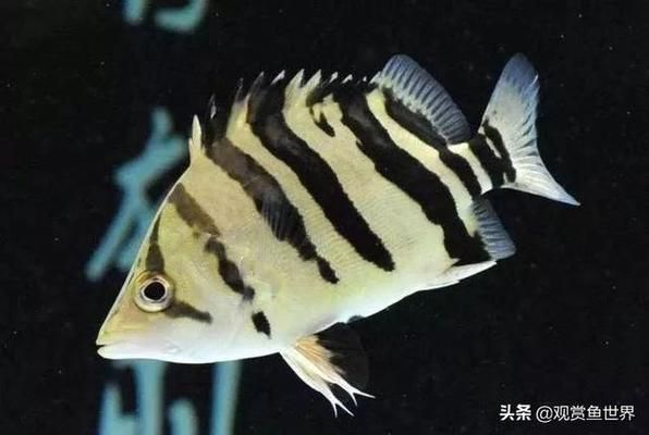 龍魚神獸：龍魚神獸與龍魚混養(yǎng)的四種觀賞魚類，泰國虎飼養(yǎng)技巧