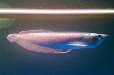 銀龍魚可以跟神仙魚混養嗎（七彩神仙魚可以和龍魚混養嗎？）