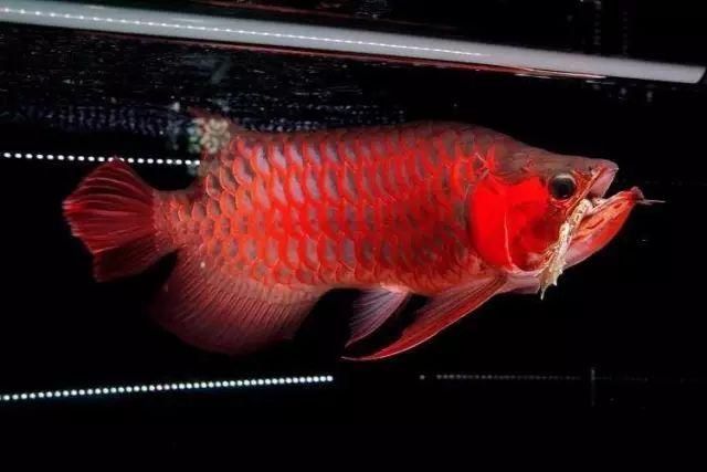 龍魚喂大魚肉可以嗎（龍魚可以食用大魚肉嗎？）