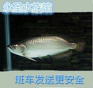 紅金龍魚活體繁殖技術（紅金龍魚怎么繁殖？）