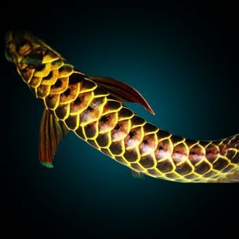 金龍魚古典藍底