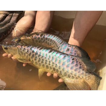 金龍魚古典藍底