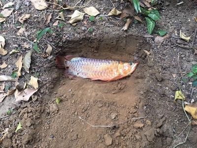 過背金龍魚怎么挑選