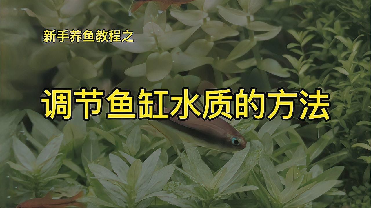如何科學管理魚缸水質？ 如何科學管理魚缸水質？ 龍魚百科 第5張