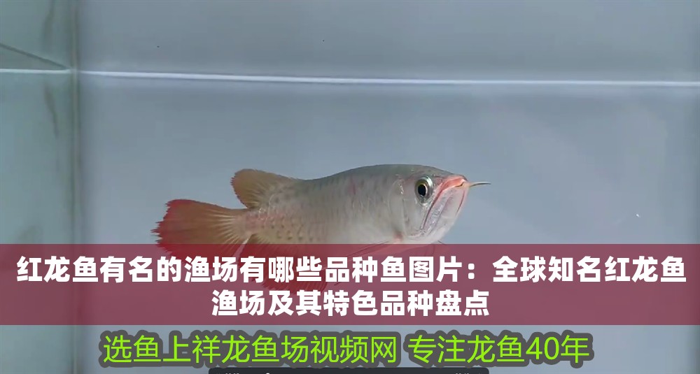 紅龍魚有名的漁場有哪些品種魚圖片：全球知名紅龍魚漁場及其特色品種盤點 紅龍魚有名的漁場有哪些品種魚圖片：全球知名紅龍魚漁場及其特色品種盤點 龍魚百科 第1張