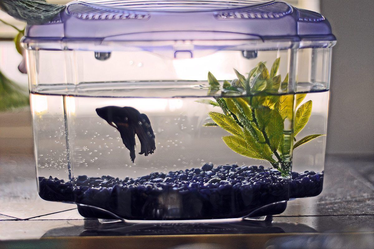 鑫海龍魚缸怎么樣 鑫海龍魚缸怎么樣 龍魚百科 第8張