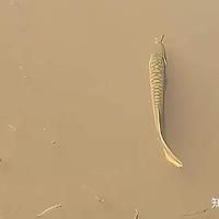 龍魚有野生的嗎