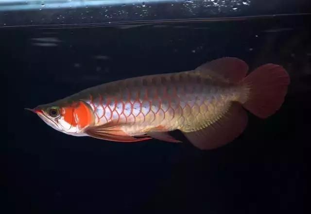 龍魚兜嘴照片對比：如何拍攝龍魚兜嘴特寫，龍魚兜嘴疾病的早期癥狀