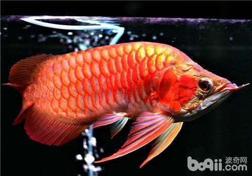 龍魚常見疾病有哪些圖片和癥狀：龍魚常見疾病及其癥狀