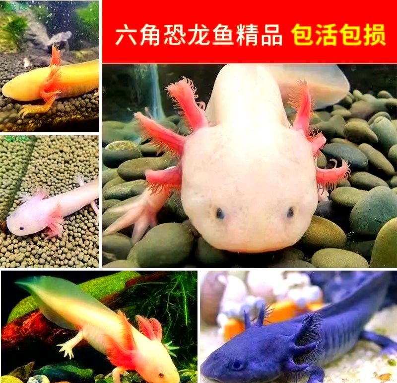 六角恐龍魚(yú)適合新手養(yǎng)嗎？ 六角恐龍魚(yú)適合新手養(yǎng)嗎？ 龍魚(yú)百科 第8張