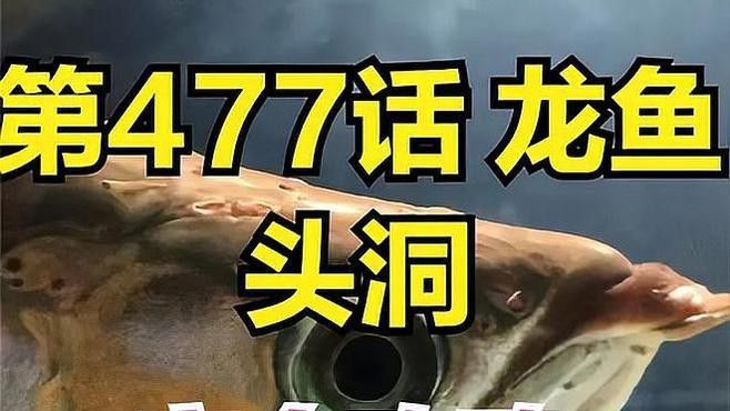 紅龍魚頭洞病會復(fù)發(fā)嗎？ 紅龍魚頭洞病會復(fù)發(fā)嗎？ 龍魚百科 第5張