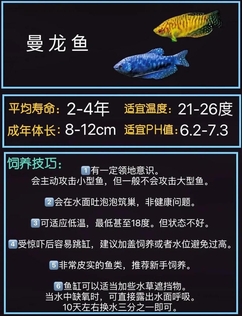 曼龍魚能長多大？ 曼龍魚能長多大？ 龍魚百科 第6張
