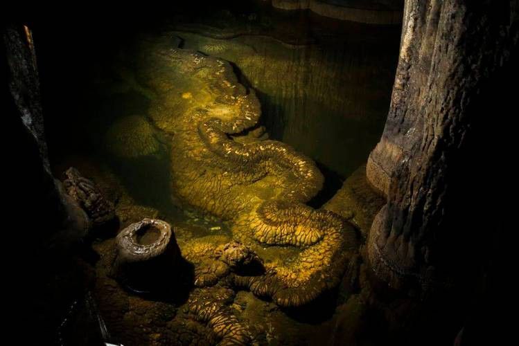 給我一些高清的真龍大地圖片 給我一些高清的真龍大地圖片 龍魚(yú)百科 第29張