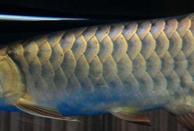 龍魚(yú)殺菌燈開(kāi)幾個(gè)小時(shí)最佳（龍魚(yú)殺菌燈的開(kāi)啟時(shí)長(zhǎng)）