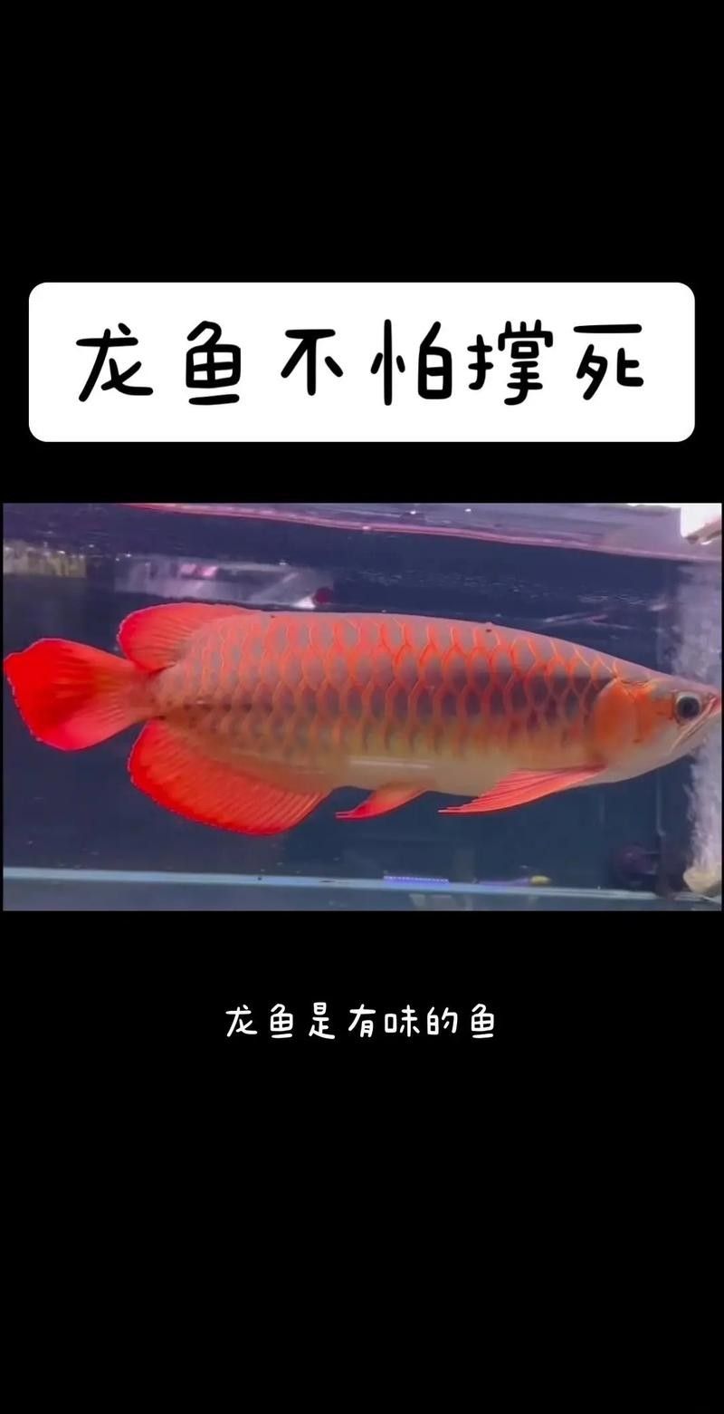龍魚是什么樣子的圖片大全