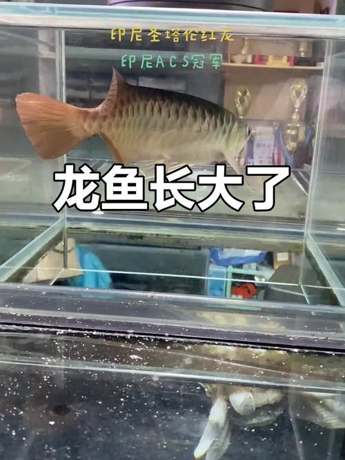 龍魚是什么樣子的圖片大全
