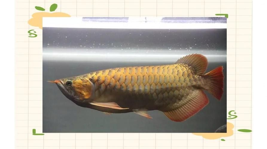 龍魚是什么樣子的圖片大全