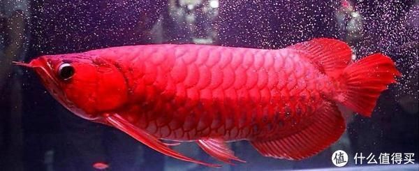 新手養(yǎng)龍魚常見誤區(qū)：新手養(yǎng)龍魚的常見誤區(qū)