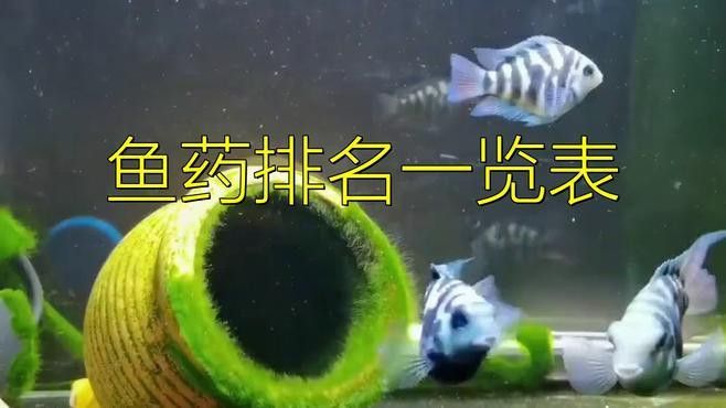 有哪些品牌龍魚恢復藥物推薦？
