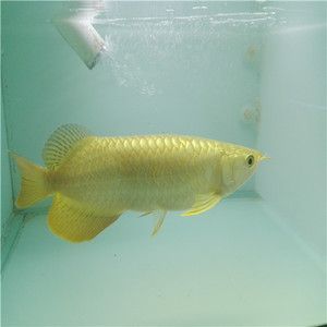 金龍魚為什么叫風水魚：金龍魚為什么叫風水魚金龍魚是風水魚的寓意與作用 金龍魚為什么叫風水魚：金龍魚為什么叫風水魚金龍魚是風水魚的寓意與作用 龍魚百科 第2張