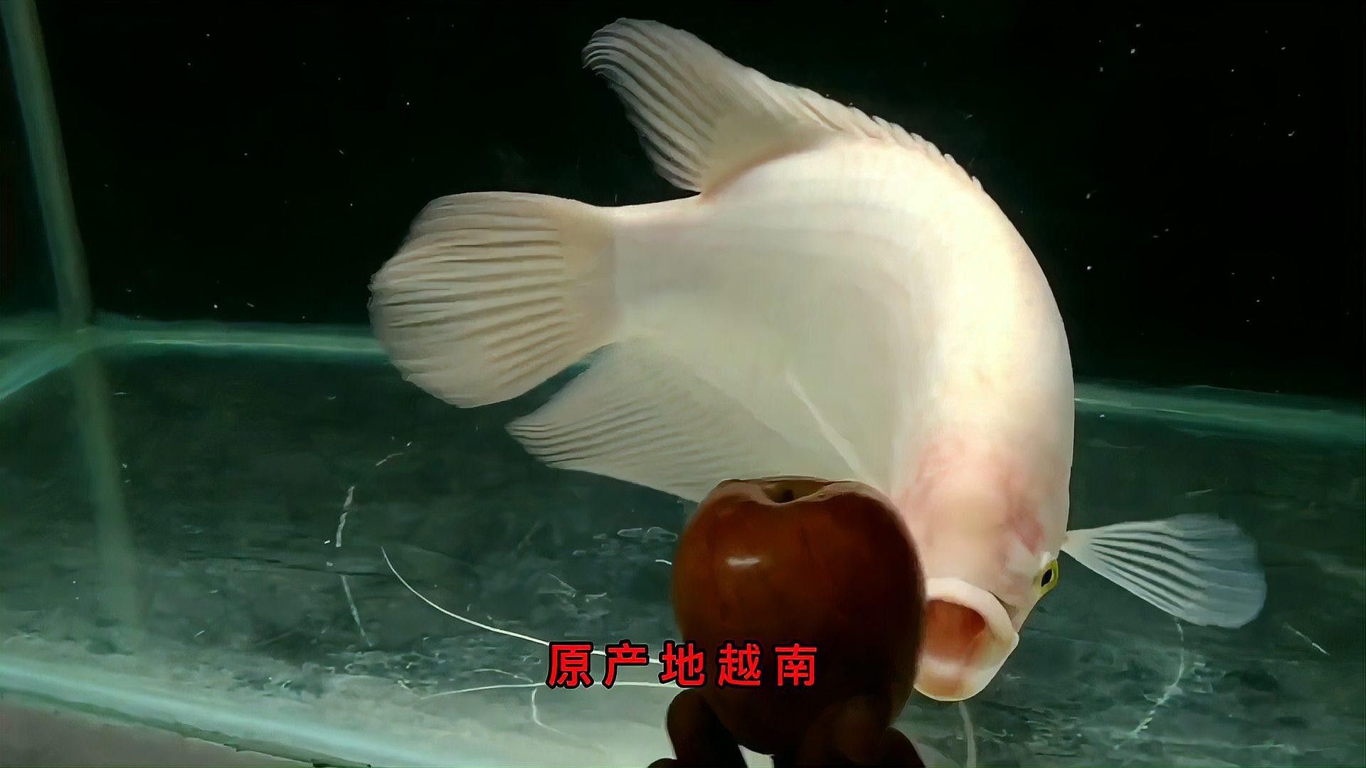 如何自制招財龍魚的人工飼料？ 如何自制招財龍魚的人工飼料？ 龍魚百科 第1張
