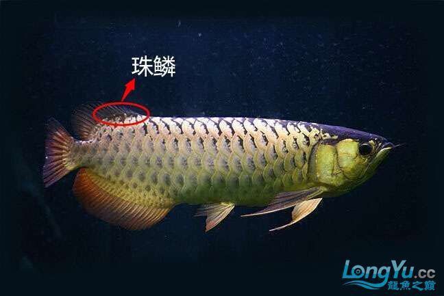 如何排除金龍魚幼魚期的假年輪？