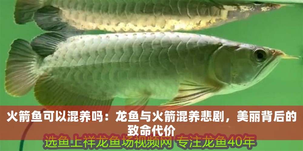 火箭魚可以混養嗎：龍魚與火箭混養悲劇，美麗背后的致命代價