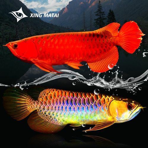 藍色龍魚圖片大全高清