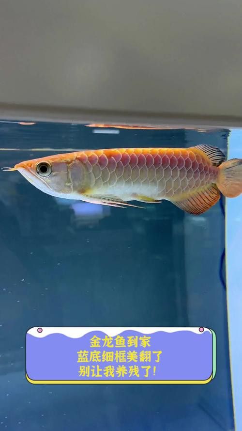 金龍魚粗框細框哪個好