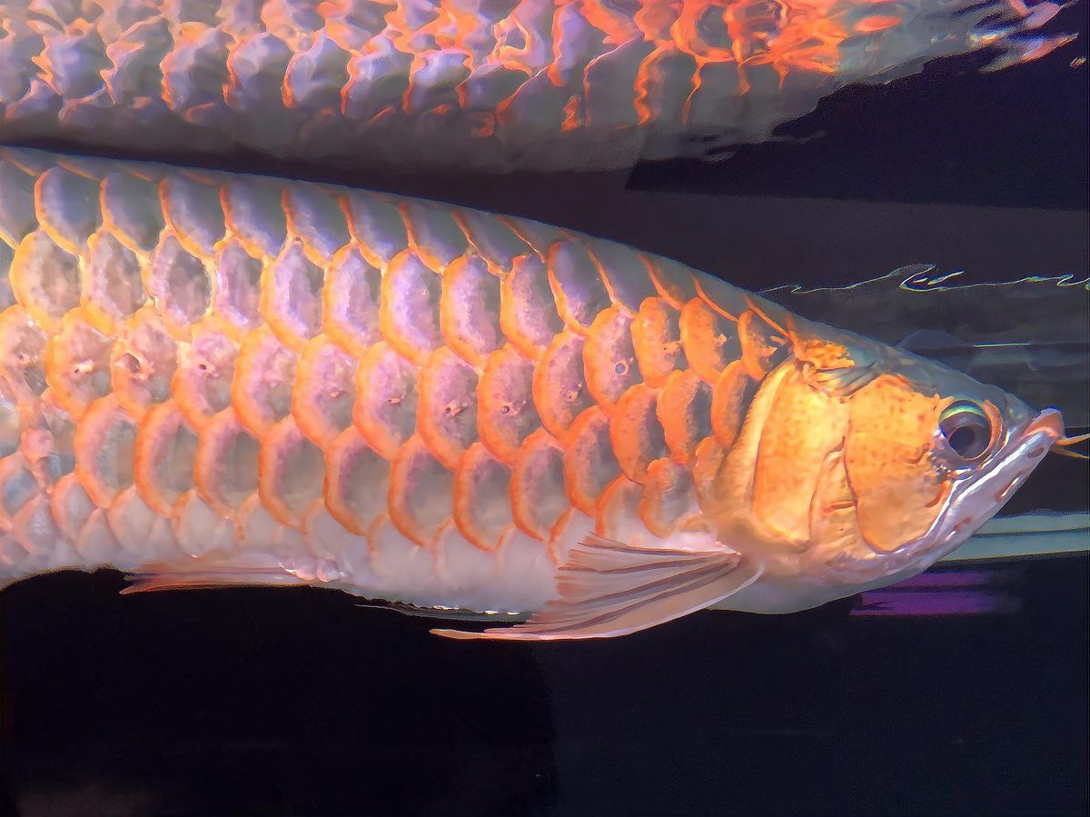 金龍魚粗框細框哪個好