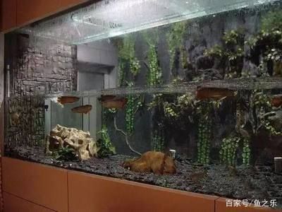 紅龍魚缸養紅龍魚缸養紅龍魚的最低標準包括紅龍魚的飼養技巧：養紅龍魚的注意事項