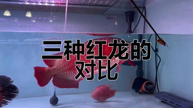 如何區分血紅龍的不同品種？ 如何區分血紅龍的不同品種？ 龍魚百科 第3張