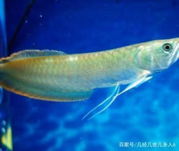 銀龍魚能養(yǎng)出哪幾種顏色（銀龍魚的主要顏色變種） 銀龍魚能養(yǎng)出哪幾種顏色（銀龍魚的主要顏色變種） 龍魚百科 第5張