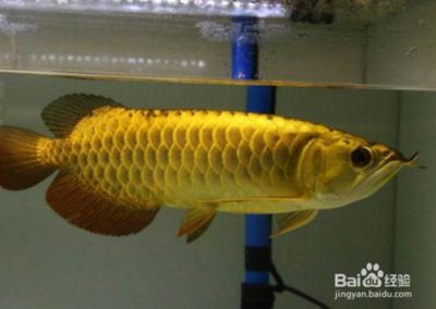 金龍魚為什么總是沉到缸底：金龍魚為什么會(huì)沉到缸底