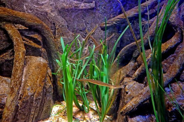養(yǎng)龍魚養(yǎng)幾條比較好：養(yǎng)龍魚的最佳數(shù)量應(yīng)該是根據(jù)魚缸的大小、龍的年齡和性別