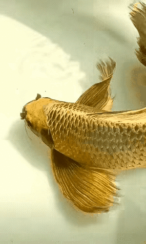 龍魚圖片大全圖片高清壁紙可愛卡通