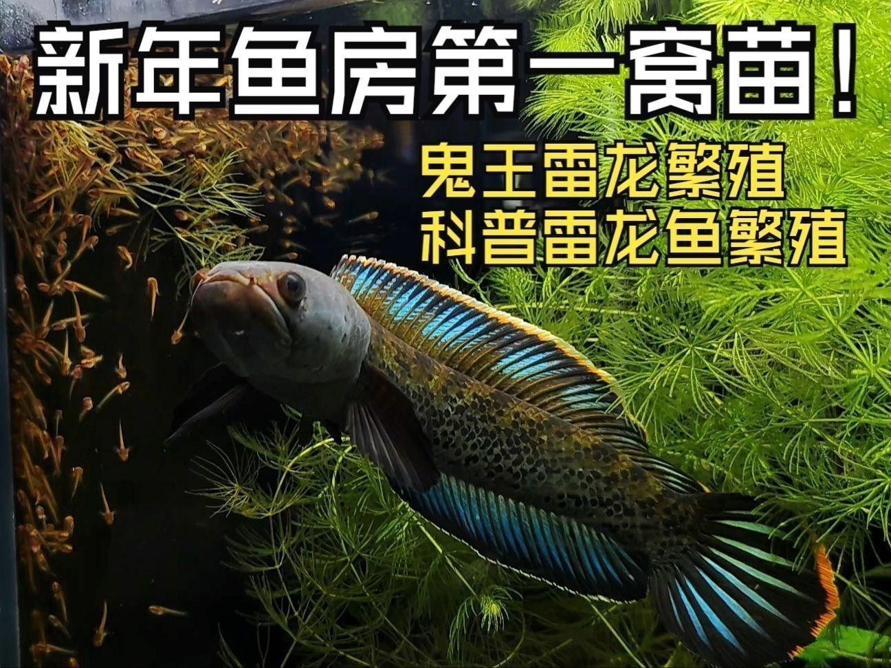 彩虹雷龍繁殖期間可以喂食嗎？