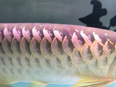 金龍魚魚眼有白物是什么東西引起的：金龍魚魚眼出現白物可能是由于以下幾個原因引起的