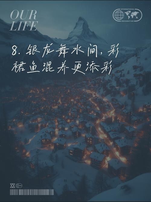 銀龍魚最好跟什么魚一起混養最好呢圖片