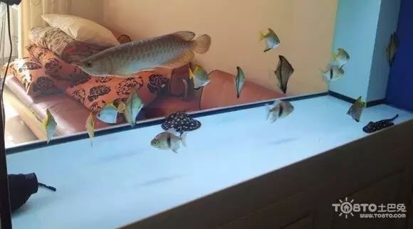 銀龍魚最好跟什么魚一起混養最好呢圖片