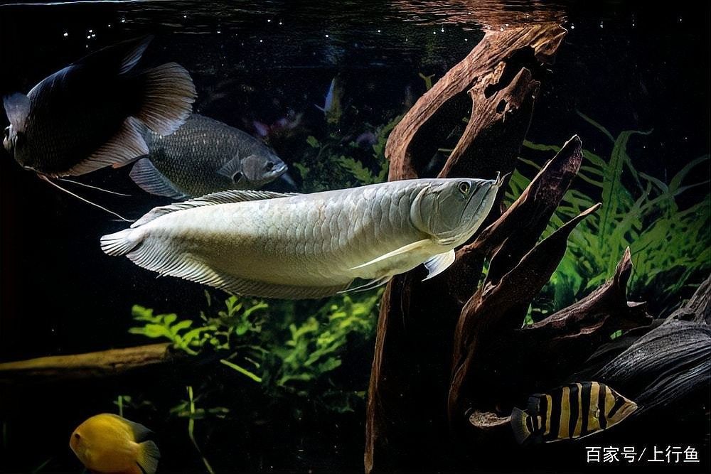 銀龍魚最好跟什么魚一起混養最好呢圖片