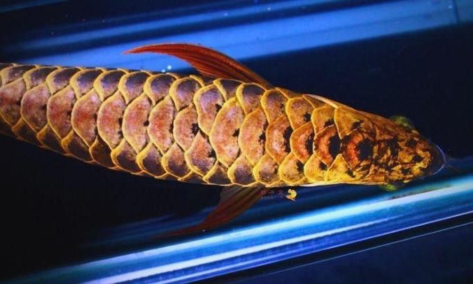 印尼紅龍魚照片大全高清圖片