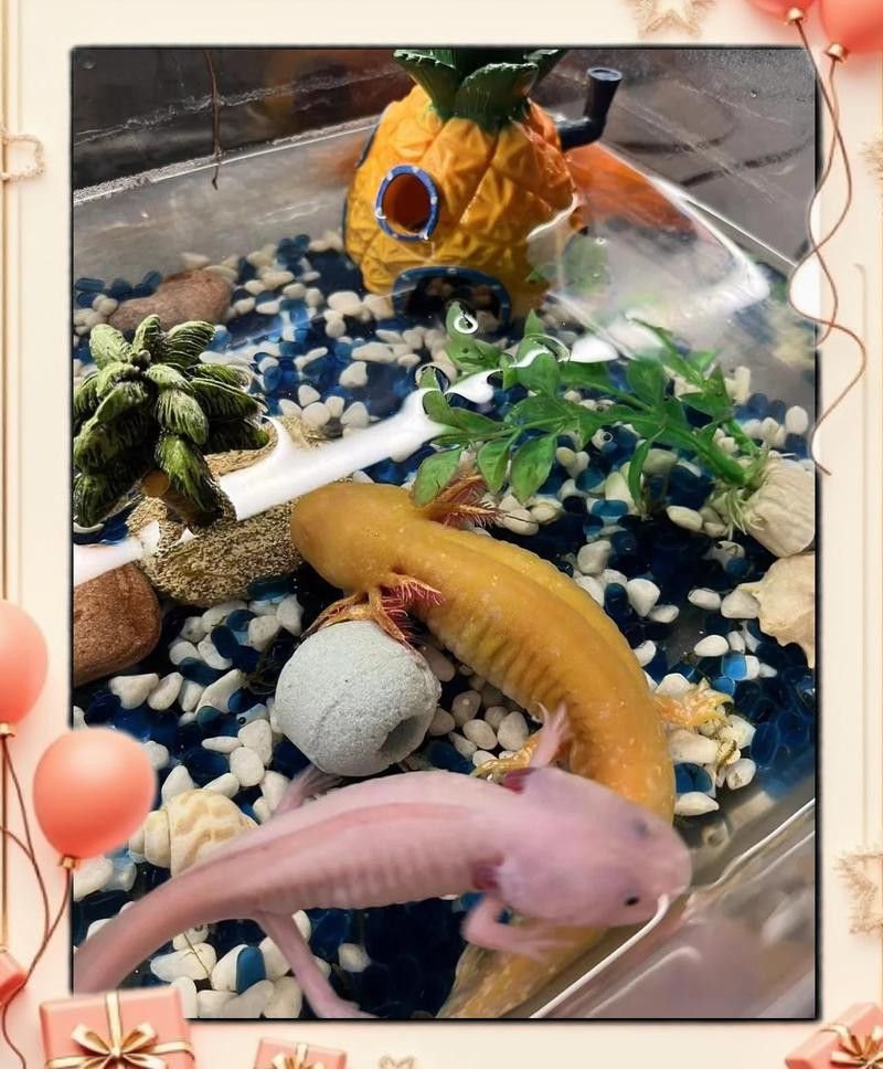 六角恐龍魚繁殖后需要隔離嗎？